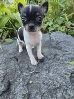Susie, a female Chihuahua for sale in Fenton, MI – 3 of 9