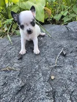 Bug, a male Chihuahua for sale in Fenton, MI – 4 of 9