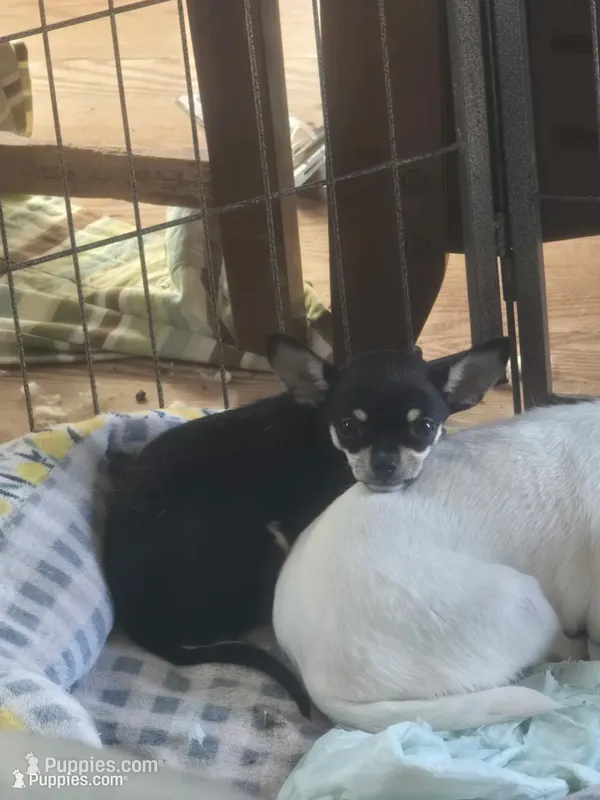 Daisy  – Chihuahua puppy for sale in Fenton, MI