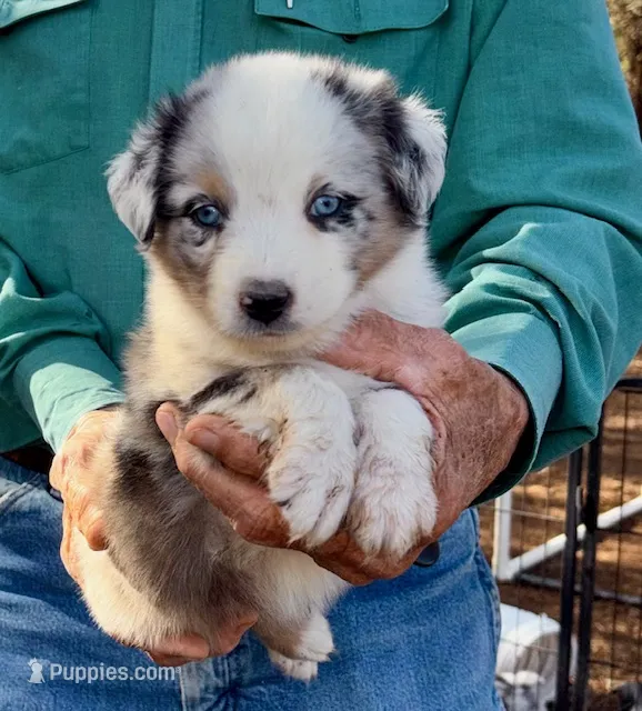 Penny Pup 2 – Miniature Australian Shepherd puppy for sale in Capitan, NM