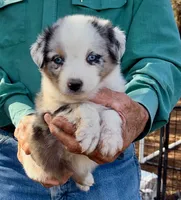 Penny Pup 2, a male Miniature Australian Shepherd for sale in Capitan, NM – 1 of 1