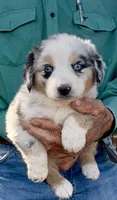 Penny Pup 1, a male Miniature Australian Shepherd for sale in Capitan, NM – 1 of 1