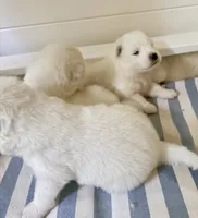 Ethel, a female Samoyed for sale in Chadds Ford, PA – 6 of 7