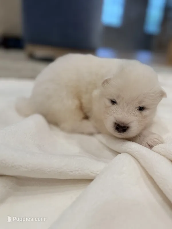 Chase – Samoyed puppy for sale in Chadds Ford, PA