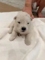 Lavender, a female Samoyed for sale in Chadds Ford, PA – 3 of 3