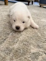Darcy, a female Samoyed for sale in Chadds Ford, PA – 5 of 5