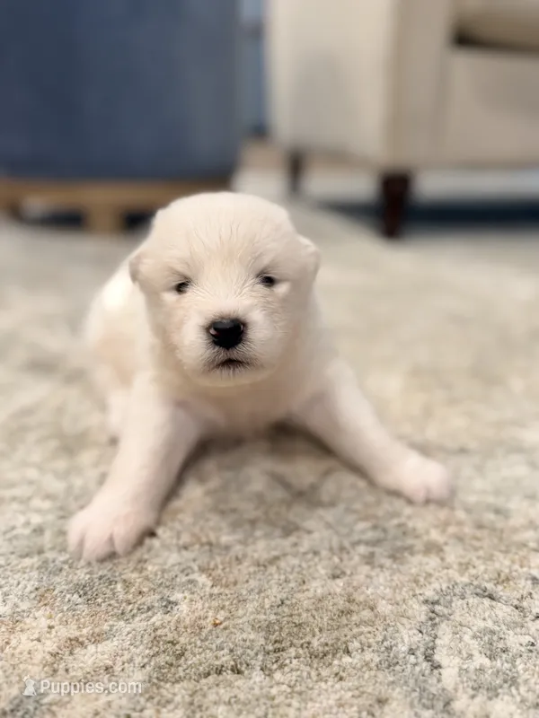 Ethel – Samoyed puppy for sale in Chadds Ford, PA