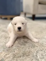 Ethel, a female Samoyed for sale in Chadds Ford, PA – 1 of 7
