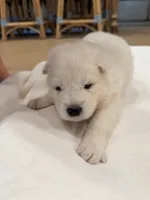 Aurora, a female Samoyed for sale in Chadds Ford, PA – 3 of 4