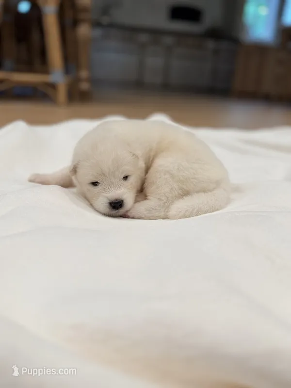Ron – Samoyed puppy for sale in Chadds Ford, PA