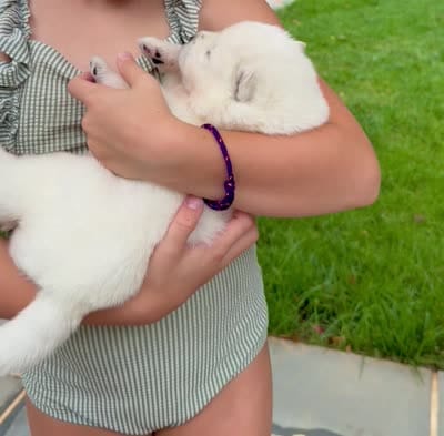 Ethel, a female Samoyed for sale in Chadds Ford, PA – 7 of 7