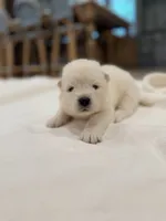 Jimmy “Mr. Beast”, a male Samoyed for sale in Chadds Ford, PA – 2 of 3