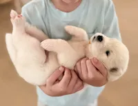 Ethel, a female Samoyed for sale in Chadds Ford, PA – 4 of 7