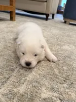Darcy, a female Samoyed for sale in Chadds Ford, PA – 1 of 5