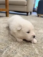 Darcy, a female Samoyed for sale in Chadds Ford, PA – 2 of 5