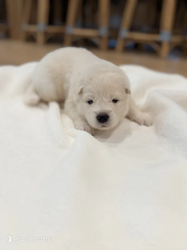 Aurora – Samoyed puppy for sale in Chadds Ford, PA