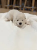 Aurora, a female Samoyed for sale in Chadds Ford, PA – 1 of 4