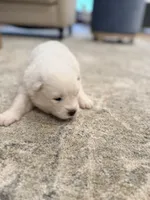 Darcy, a female Samoyed for sale in Chadds Ford, PA – 4 of 5