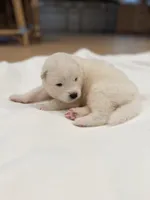 Ron, a male Samoyed for sale in Chadds Ford, PA – 2 of 5