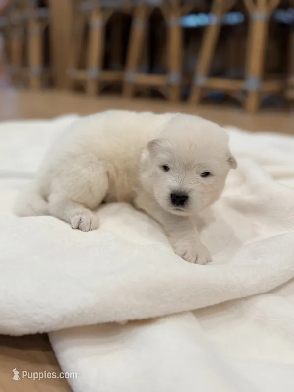 Charlie – Samoyed puppy for sale in Chadds Ford, PA