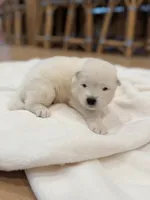 Charlie, a male Samoyed for sale in Chadds Ford, PA – 1 of 4