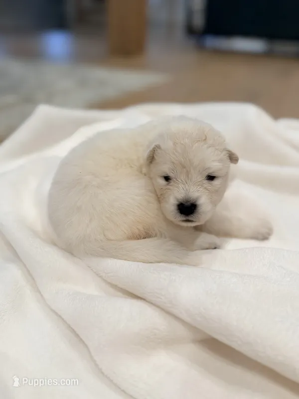 Lavender – Samoyed puppy for sale in Chadds Ford, PA