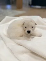 Lavender, a female Samoyed for sale in Chadds Ford, PA – 1 of 3