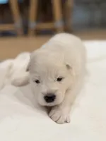 Aurora, a female Samoyed for sale in Chadds Ford, PA – 4 of 4