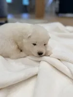 Chase, a male Samoyed for sale in Chadds Ford, PA – 4 of 5