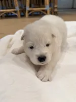 Aurora, a female Samoyed for sale in Chadds Ford, PA – 2 of 4