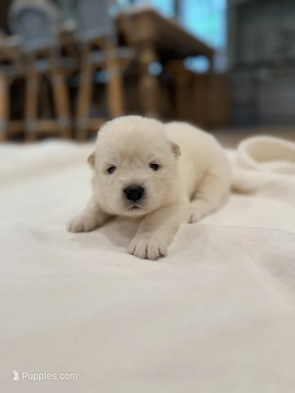 Jimmy “Mr. Beast” – Samoyed puppy for sale in Chadds Ford, PA