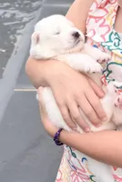 Ethel, a female Samoyed for sale in Chadds Ford, PA – 3 of 7