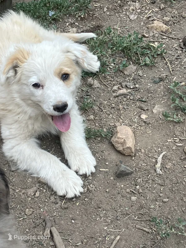 Spark – Australian Shepherd, Border Collie puppy for sale in Conifer, CO