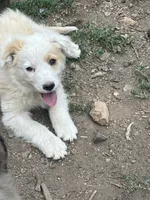 Spark, a female Australian Shepherd and Border Collie for sale in Conifer, CO – 1 of 3