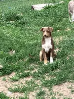 Brownie, a female Australian Shepherd and Border Collie for sale in Conifer, CO – 7 of 7
