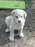 Spark, a female Australian Cattle Dog and Australian Shepherd for sale in Conifer, CO – 3 of 3