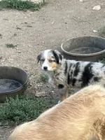 Katie, a female Australian Shepherd and Border Collie for sale in Conifer, CO – 1 of 1