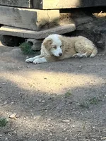 Gracie, a female Australian Cattle Dog and Australian Shepherd for sale in Conifer, CO – 6 of 7