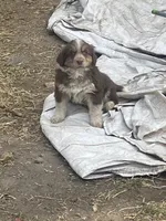 Goldy, a male Australian Cattle Dog and Australian Shepherd for sale in Conifer, CO – 2 of 2