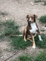 Brownie, a female Australian Shepherd and Border Collie for sale in Evergreen, CO – 8 of 9