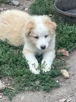 River, a female Australian Shepherd and Border Collie for sale in Evergreen, CO – 4 of 5