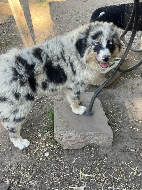 Safire  – Australian Shepherd, Border Collie puppy for sale in Conifer, CO