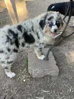 Safire , a female Australian Shepherd and Border Collie for sale in Conifer, CO – 1 of 8