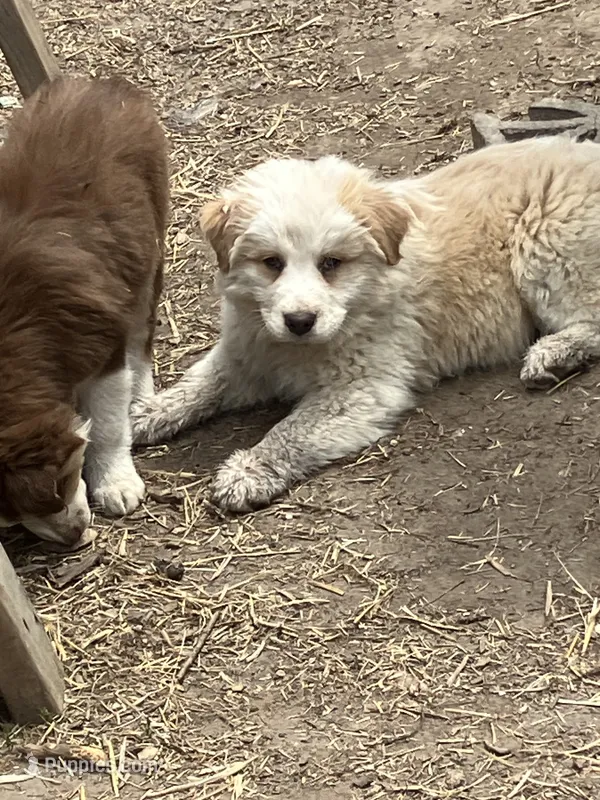 Ghost – Australian Cattle Dog, Australian Shepherd puppy for sale in Conifer, CO