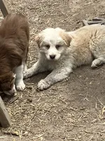 Ghost, a male Australian Cattle Dog and Australian Shepherd for sale in Conifer, CO – 1 of 4