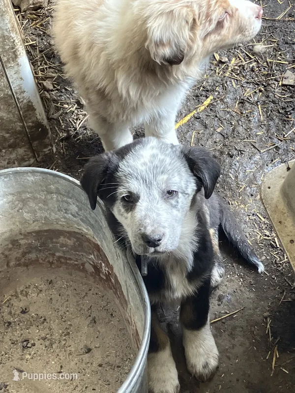 Grandpa – Australian Cattle Dog, Australian Shepherd puppy for sale in Conifer, CO