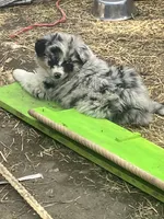 Safire , a female Australian Shepherd and Border Collie for sale in Conifer, CO – 2 of 2