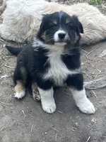 Sally, a female Australian Shepherd and Border Collie for sale in Conifer, CO – 2 of 2