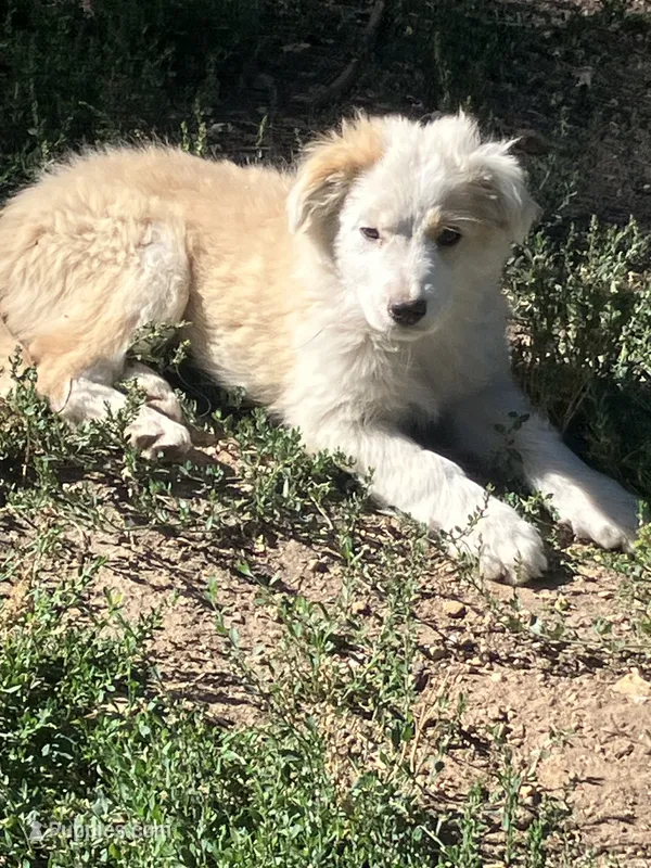 Clover – Australian Shepherd, Border Collie puppy for sale in Evergreen, CO