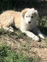 Clover, a female Australian Shepherd and Border Collie for sale in Evergreen, CO – 1 of 5